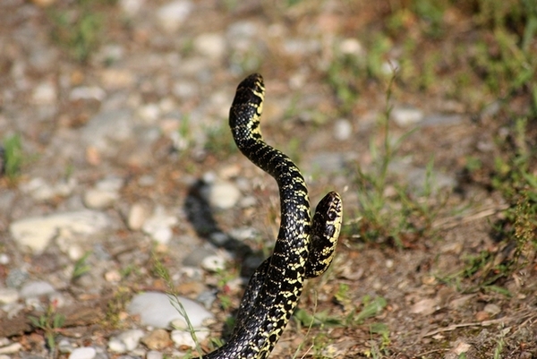 Lotta tra Coluber viridiflavus - Hierophis viridiflavus